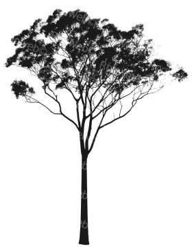 Eucalyptus or Gum Tree Silhouette