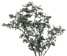 Black Locust or Robinia Pseudoacacia Tree