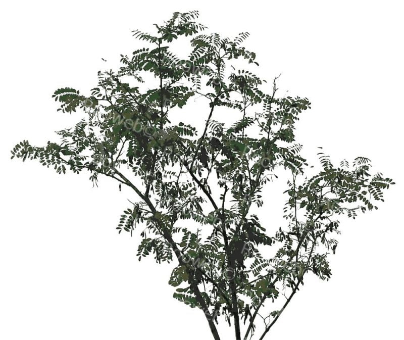 Black Locust - Robinia Pseudoacacia Tree - Rooweb