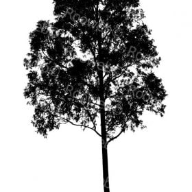 australian eucalyptus tree silhouette