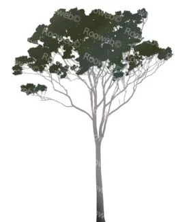 Eucalyptus or Gum Tree Australia