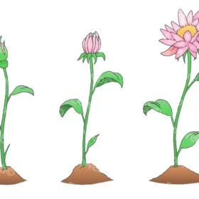 Flower Growth Stages