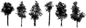 Vector Silhouette Trees