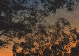 Australian sunset eucalyptus trees in sunset