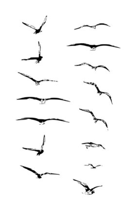 Bird sketch vectors birds flying
