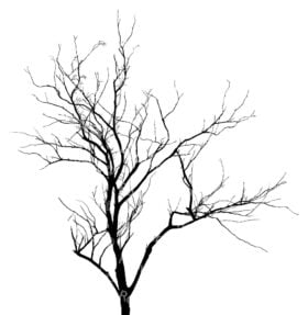 Dead Tree Silhouette