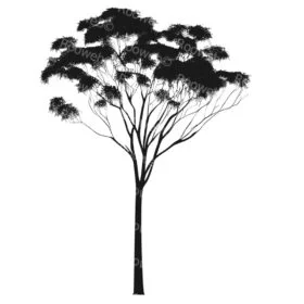 eucalyptus silhouette