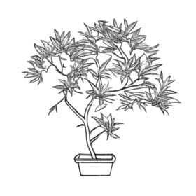 Bonsai Tree Sketch