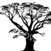 Boab Trees silhouette