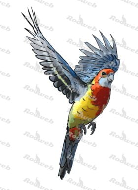 eastern rosella